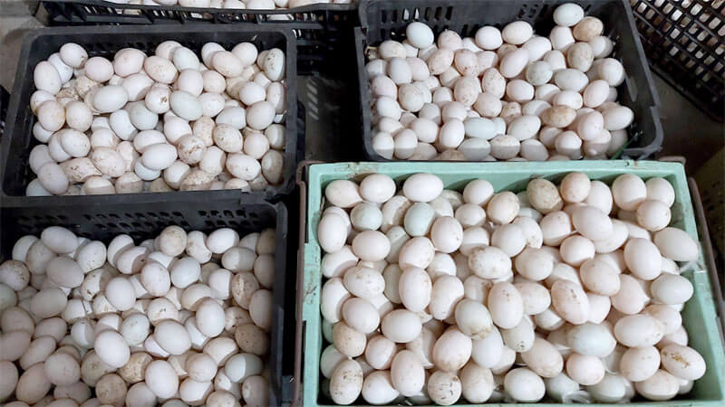 Nguyên Tắc Chọn Mua Trứng An Toàn