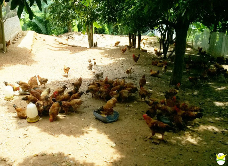 Cách Chọn Trứng